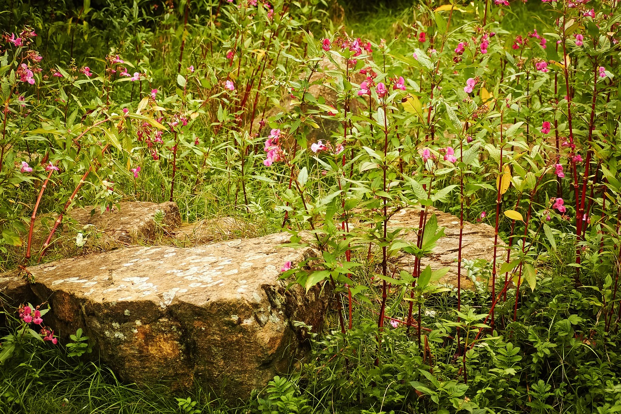 Seres vivos e inertes. plantas y rocas