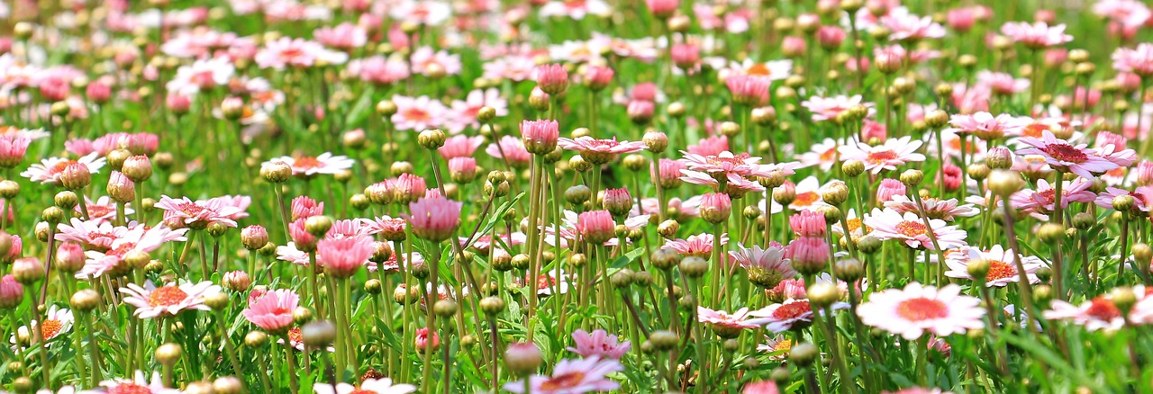 Ser inerte. Piedras Flores