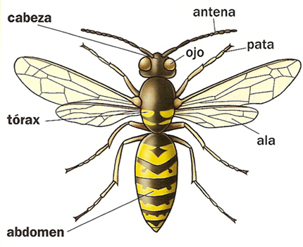 Partes de los insectos Partes de los insectos