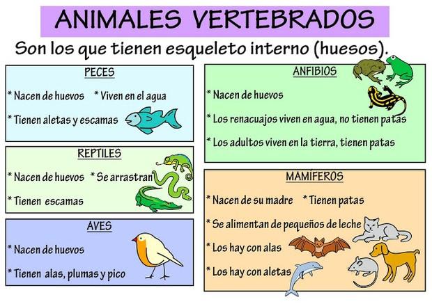 clasificación vertebrados