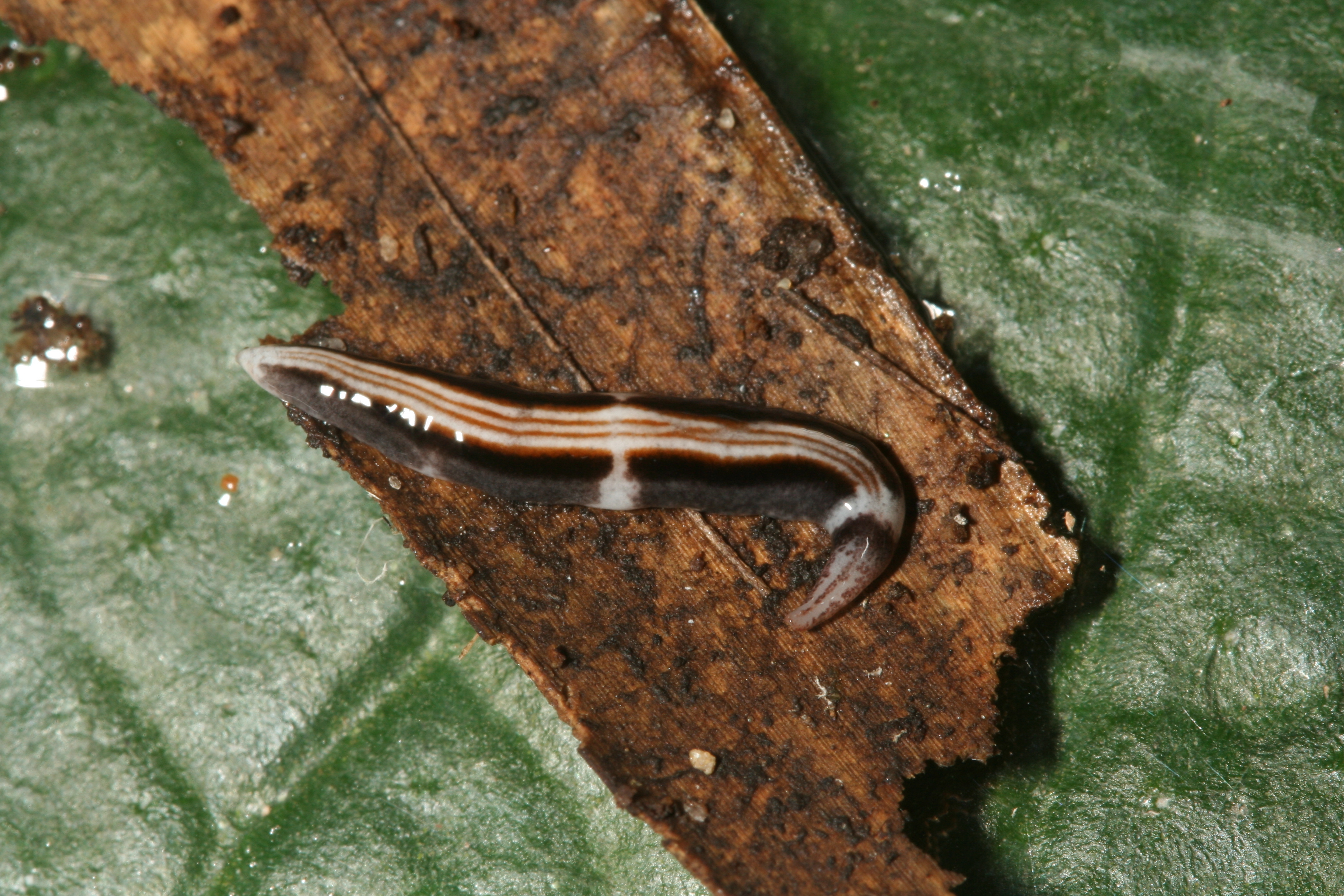 Land planarian Barreirana barreirana in Rio de Janeiro, Brazil