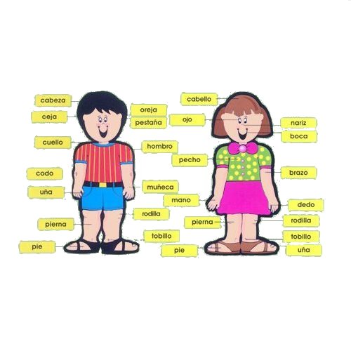 Partes del cuerpo Partes del cuerpo