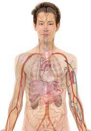 Cuerpo humano