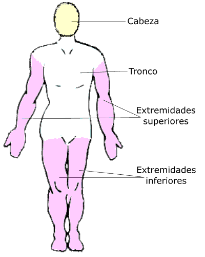 Principales partes del cuerpo Principales partes del cuerpo