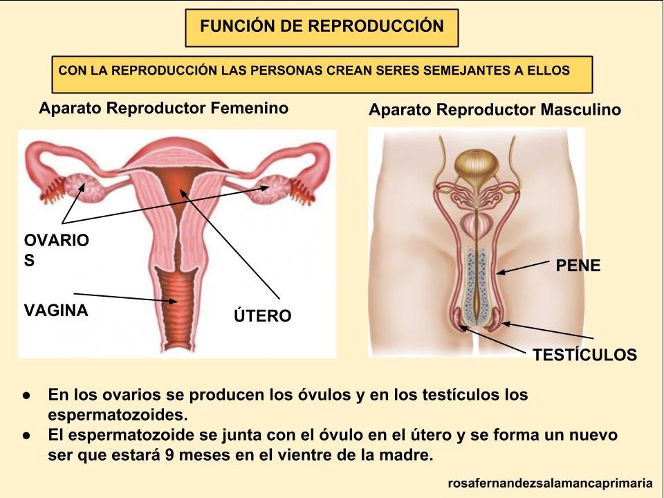 Función de reproducción Observamos las diferentes partes de los dos aparatos reproductores, tanto el femenino como el masculino.