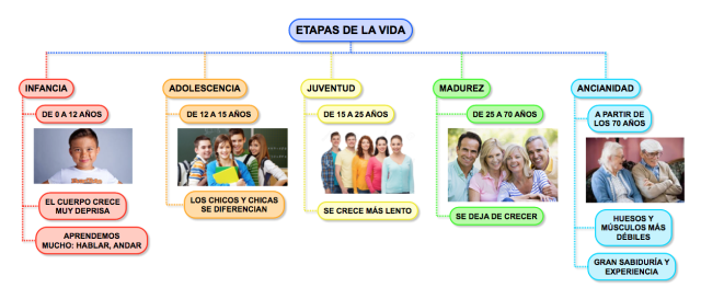 Etapas de la vida En esta imagen vemos las diferentes etapas de la vida