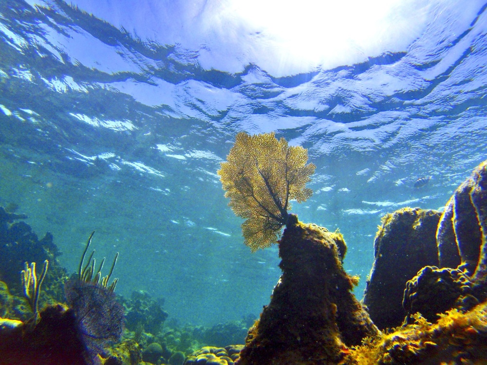 Ecosistema marino. Ecosistema de un fondo marino con diferentes tipos de algas.