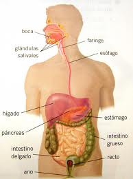 Aparato digestivo La imagen muestra el aparato digestivo
