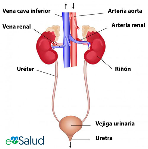 sistema excretor La imagen muestra las partes del sistema excretor