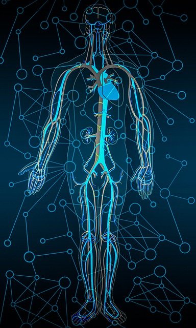 Aparato circulatorio La imagen muestra un cuerpo humano y su aparato circulatorio