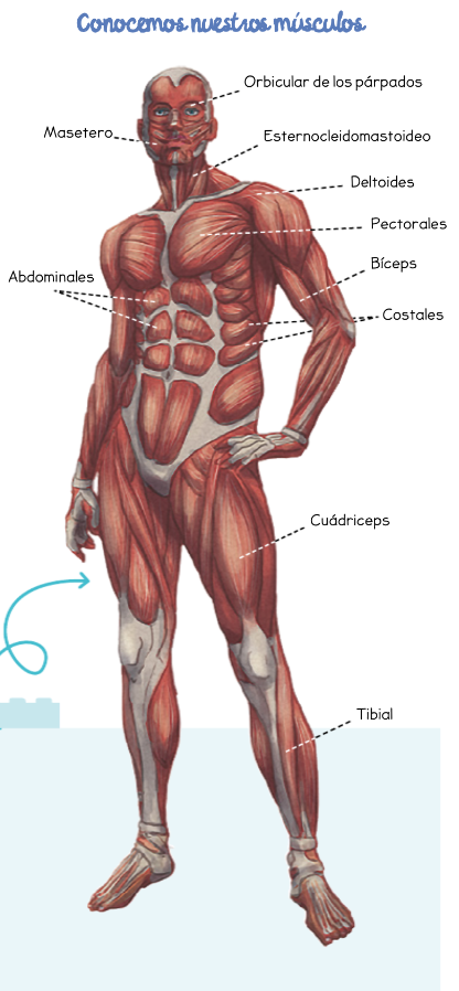 MUSCULATURA