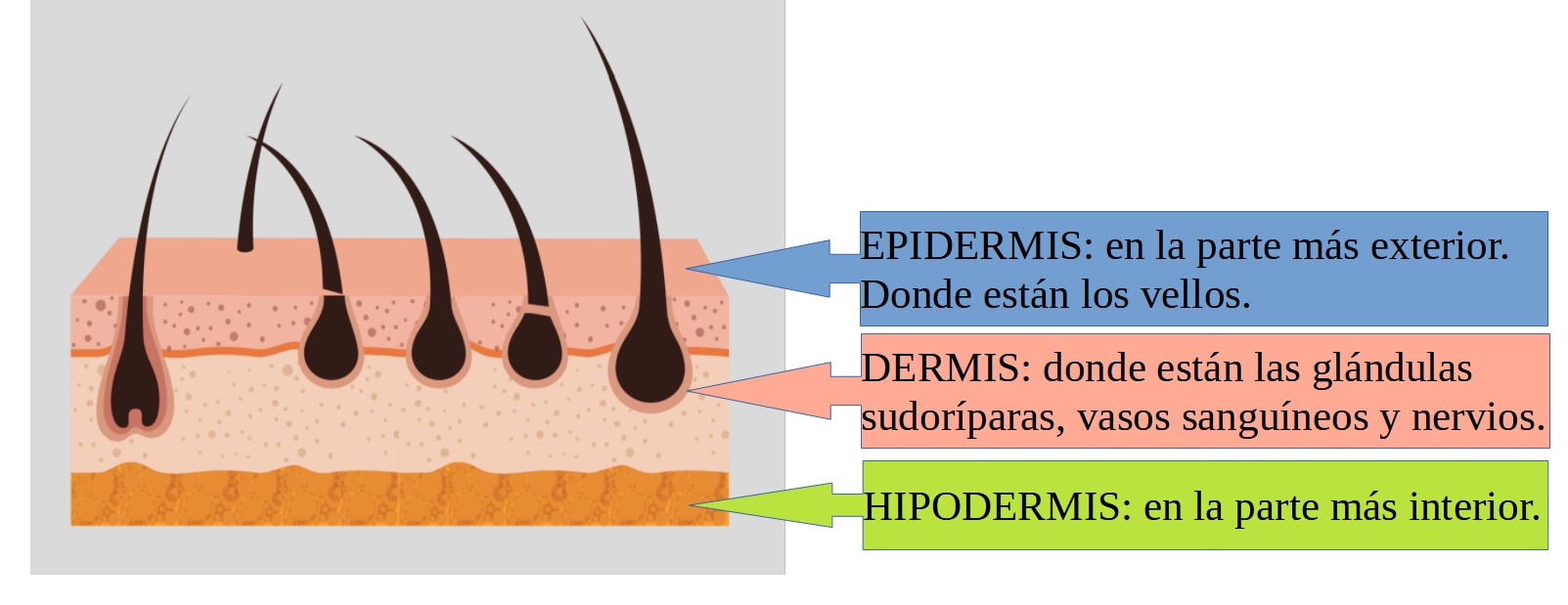 Piel Esquema detallado de la piel