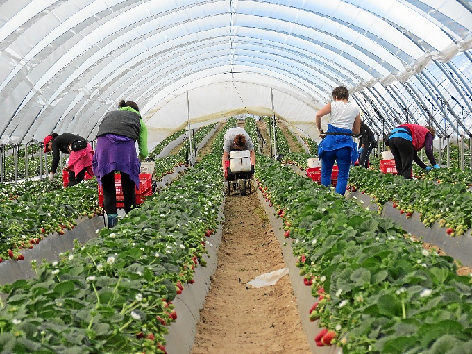Agricultura Cultivo de fresas
