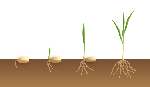 Relación. Crecimiento y dirección de raíz y hojas. La imagen muestra la Función de Relación en las plantas.. Crecimiento y dirección de raíz y hojas.