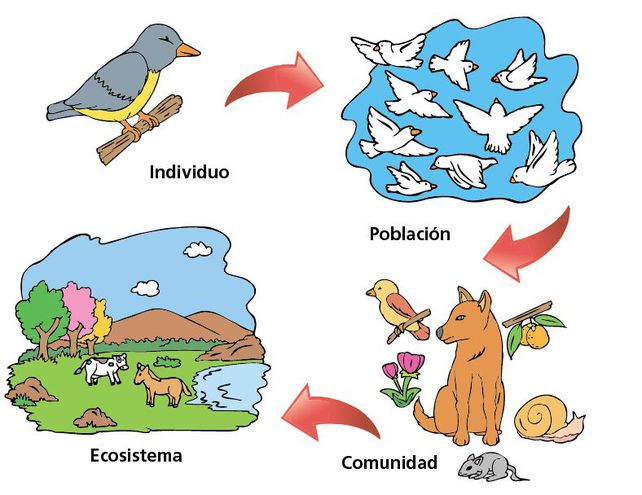 Imagen de un esquema relacionando los conceptos de individuo, población, comunidad y ecosistema
