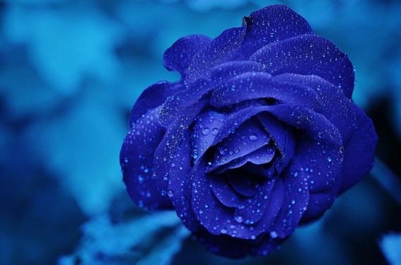 flor